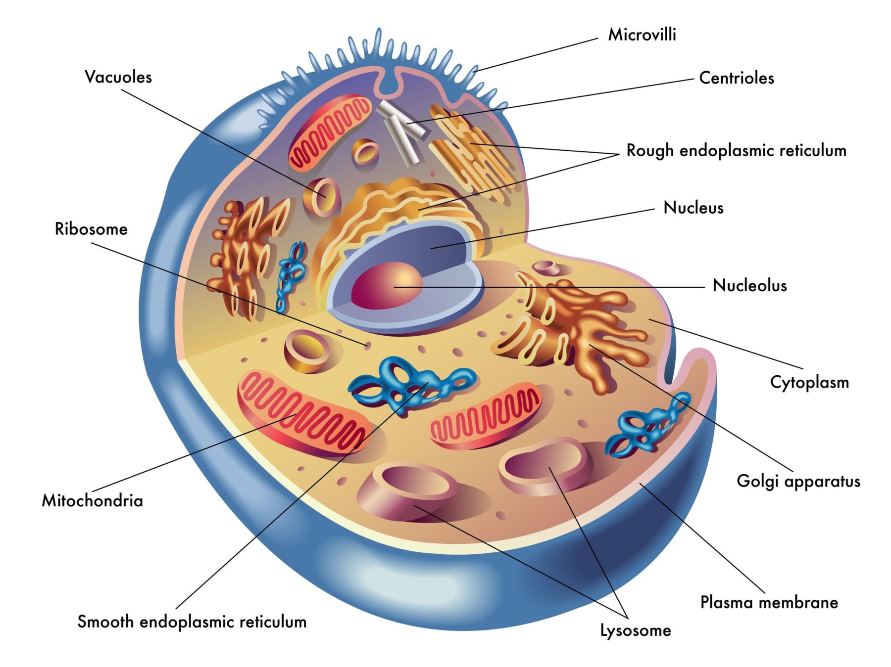 Клеточные органоиды клеточный центр